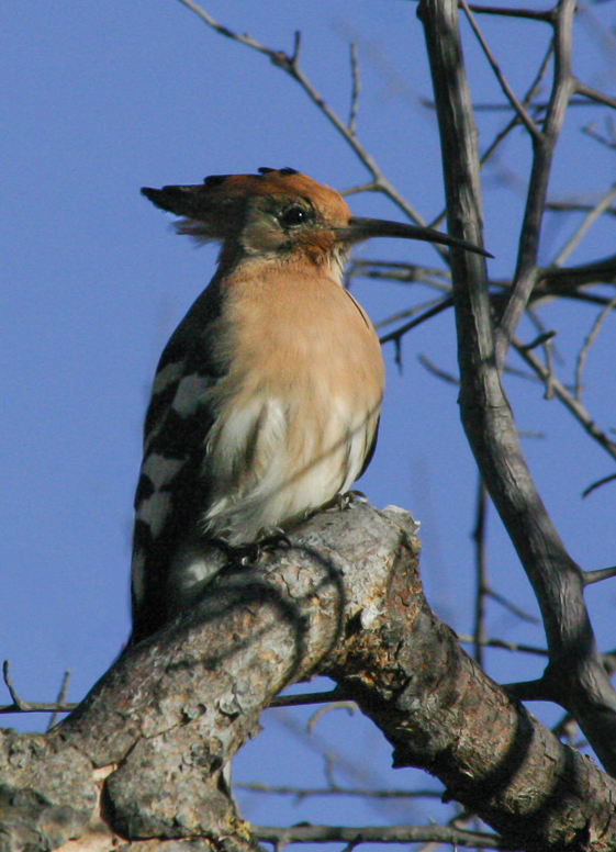 hoopoe